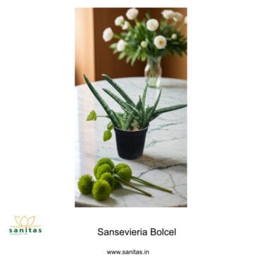 Sanseviera Boncel in 4-Inch Pot