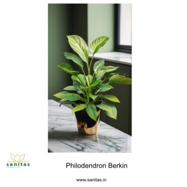 Discover the Uniqueness of Philodendron Berkin in 6 Inch Pot