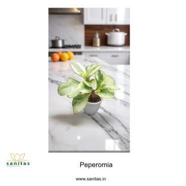 Elegant Peperomia Variegated 7cm Pot