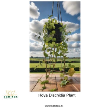 Discover the Dischidia Kidney Hoya