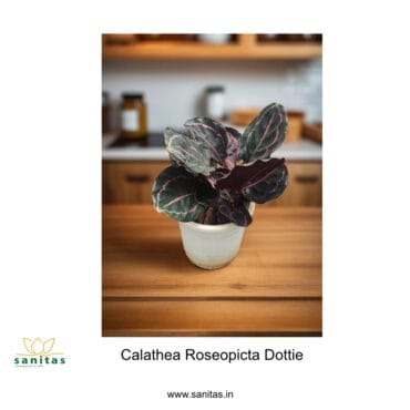 Calathea Dottie in  6 Inch Pot