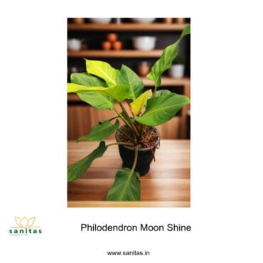 Discover the Beauty of Philodendron Moonshine in 9 Inch Pot