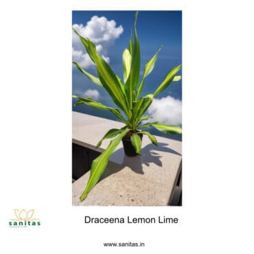 Enhance Your Space with Dracaena Lemon Lime