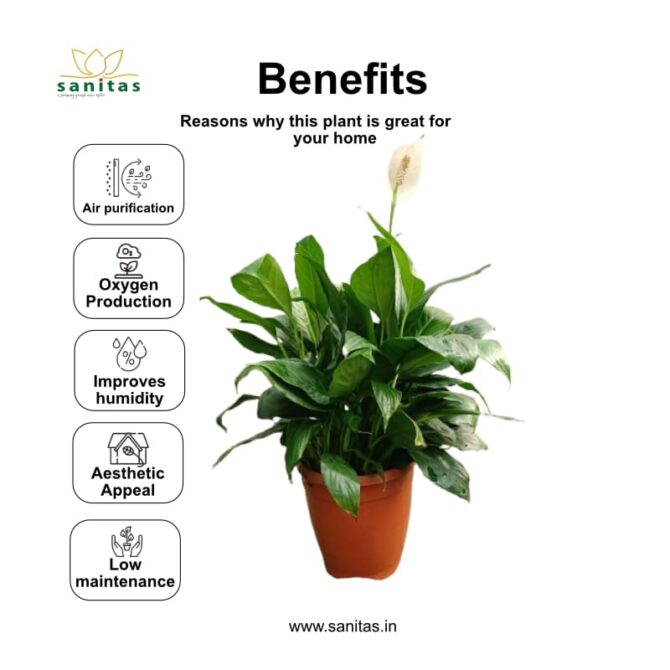 Elegant Spatiphyllum - Imported in 12cm Pot - Image 4