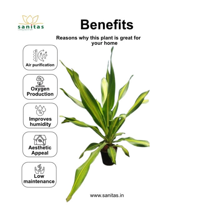 Enhance Your Space with Dracaena Lemon Lime - Image 4