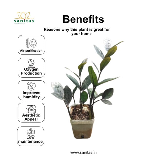 Bring Home the Zamia Black/ZZ black in 4" pot - Image 2