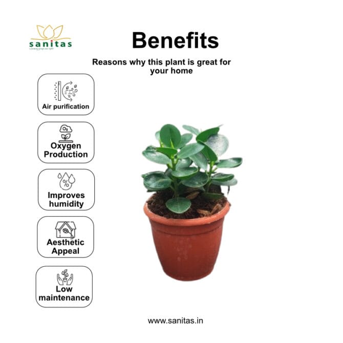 Enhance Your Space with the Ficus Microcarpa  4 Inch Pot - Image 4