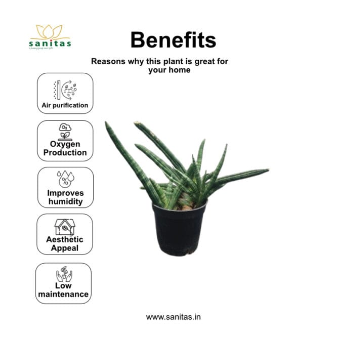 Sanseviera Boncel in 4-Inch Pot - Image 4