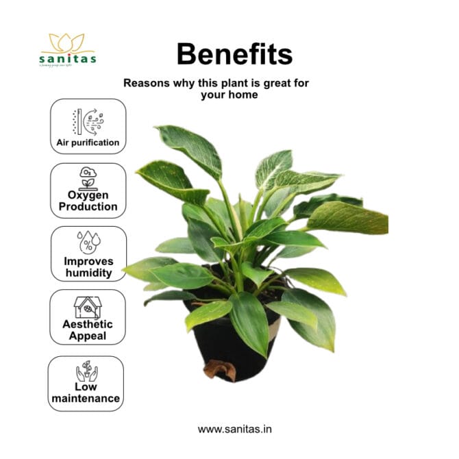 Discover the Uniqueness of Philodendron Berkin in 6 Inch Pot - Image 3