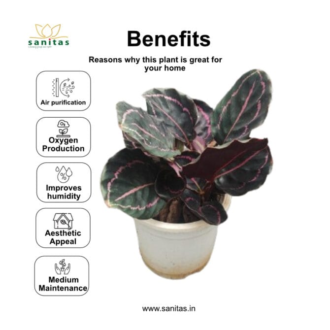 Calathea Dottie in  6 Inch Pot - Image 2
