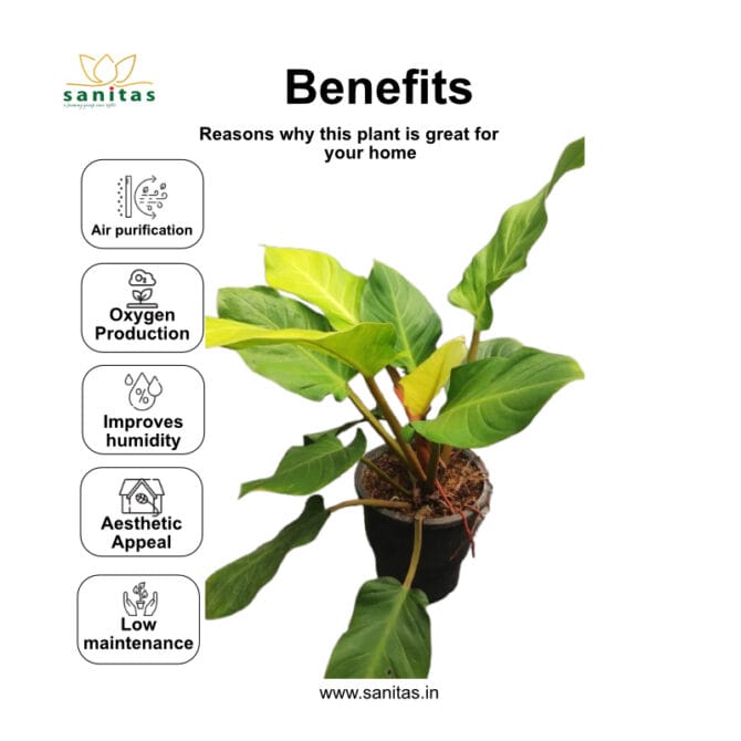 Discover the Beauty of Philodendron Moonshine in 9 Inch Pot - Image 4