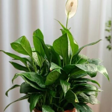 Elegant Spatiphyllum - Imported in 12cm Pot