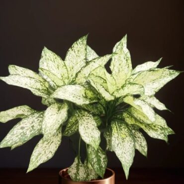 Aglonema Snow bush in 8" pot