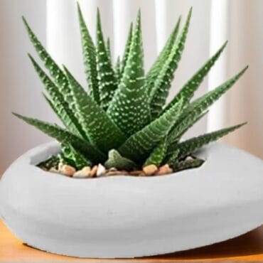 Elevate Your Décor with the Pebble Pot- 12 Inch White Fresh