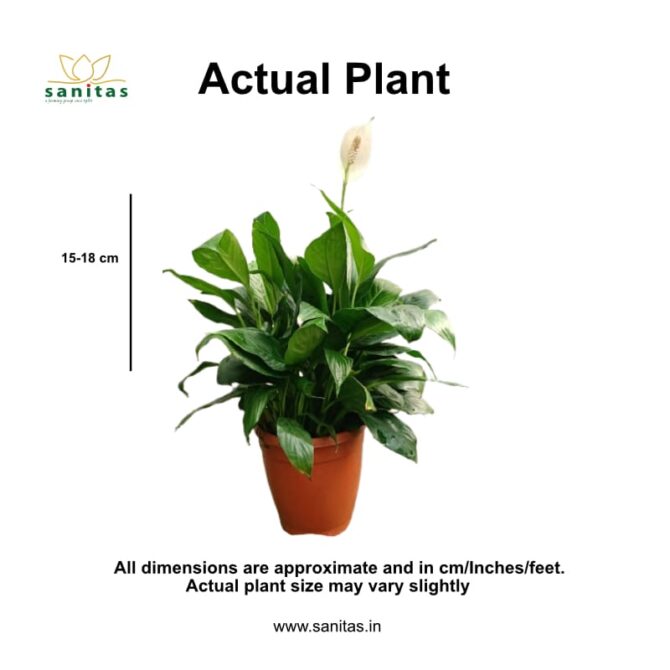 Elegant Spatiphyllum - Imported in 12cm Pot - Image 3