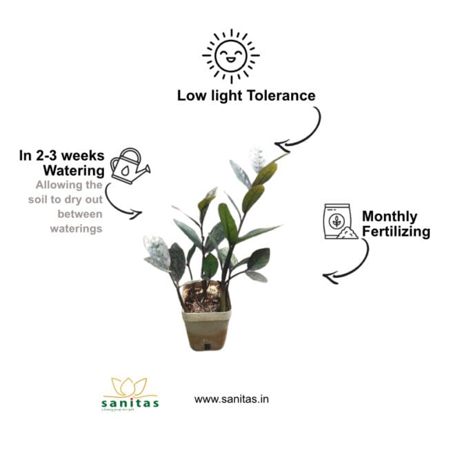 Bring Home the Zamia Black/ZZ black in 4" pot - Image 4