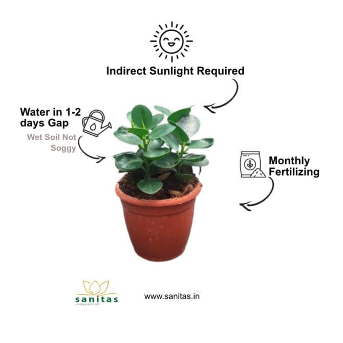Enhance Your Space with the Ficus Microcarpa  4 Inch Pot - Image 3