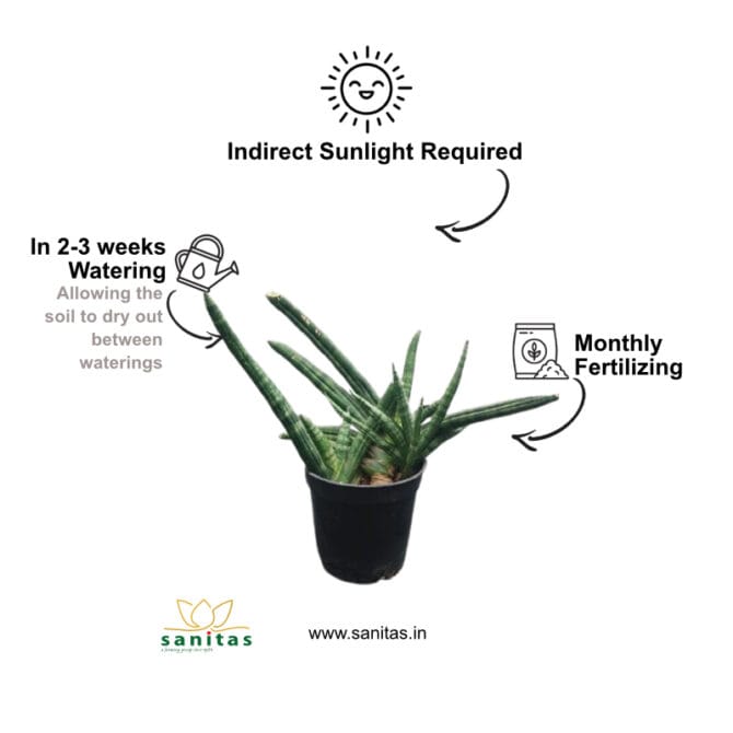 Sanseviera Boncel in 4-Inch Pot - Image 3