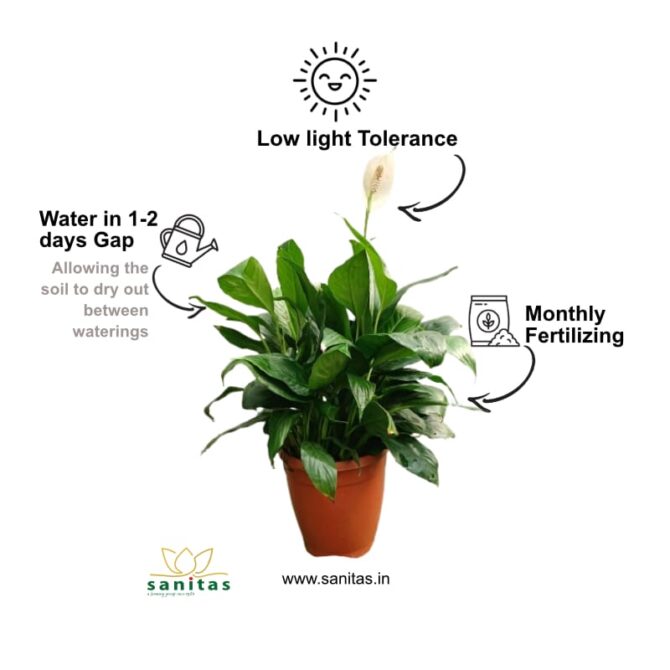 Elegant Spatiphyllum - Imported in 12cm Pot - Image 2