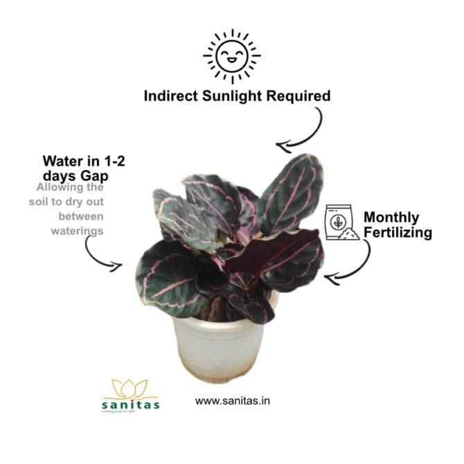 Calathea Dottie in  6 Inch Pot - Image 3