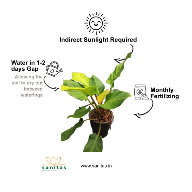 Discover the Beauty of Philodendron Moonshine in 9 Inch Pot - Image 3