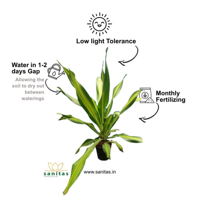 Enhance Your Space with Dracaena Lemon Lime - Image 3