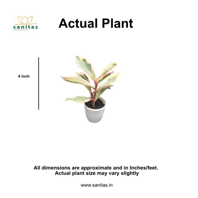 Enhance Your Space with Peperomia Clusiifolia in 3inch pot - Image 2