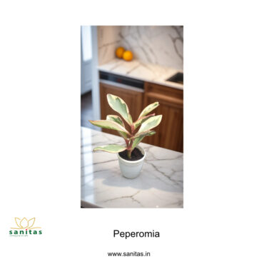 Enhance Your Space with Peperomia Clusiifolia in 3inch pot