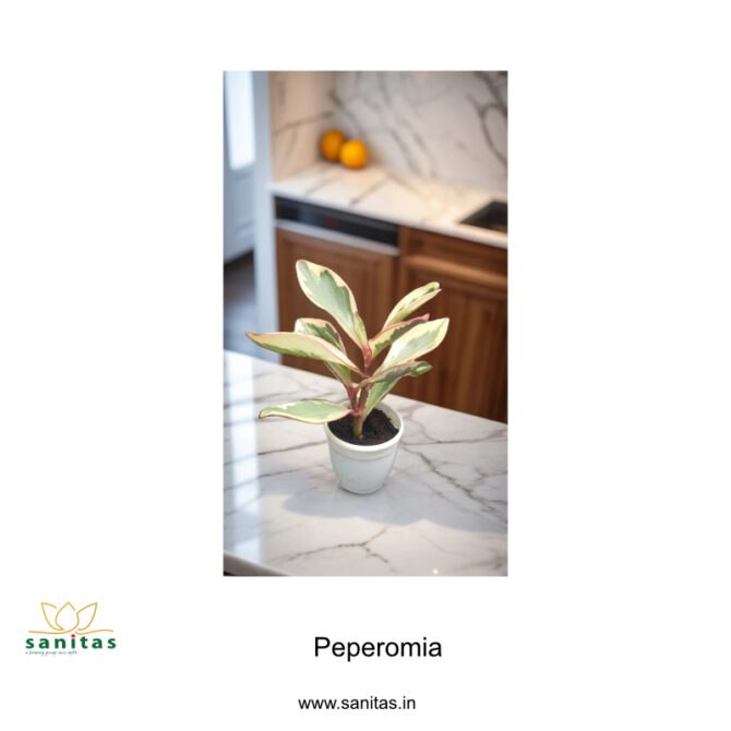 Enhance Your Space with Peperomia Clusiifolia in 3inch pot