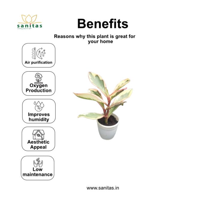 Enhance Your Space with Peperomia Clusiifolia in 3inch pot - Image 4
