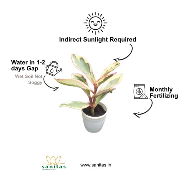 Enhance Your Space with Peperomia Clusiifolia in 3inch pot - Image 3